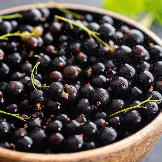 Les bienfaits de la gemmothérapie au cassis pour la santé