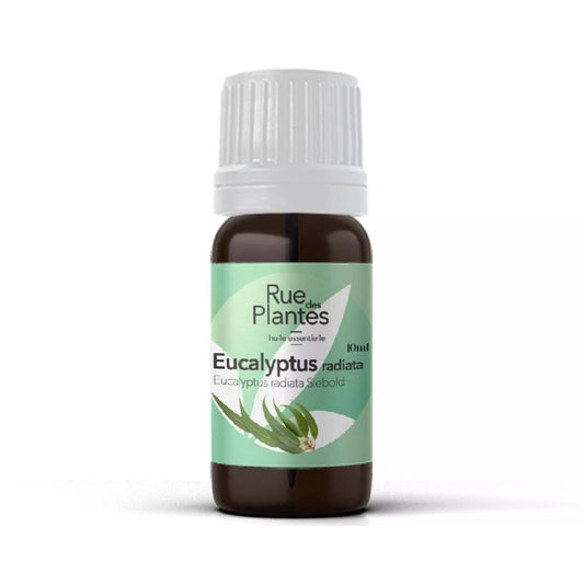 Achat Huile essentielle Eucalyptus radiata bio - Rue Des Plantes