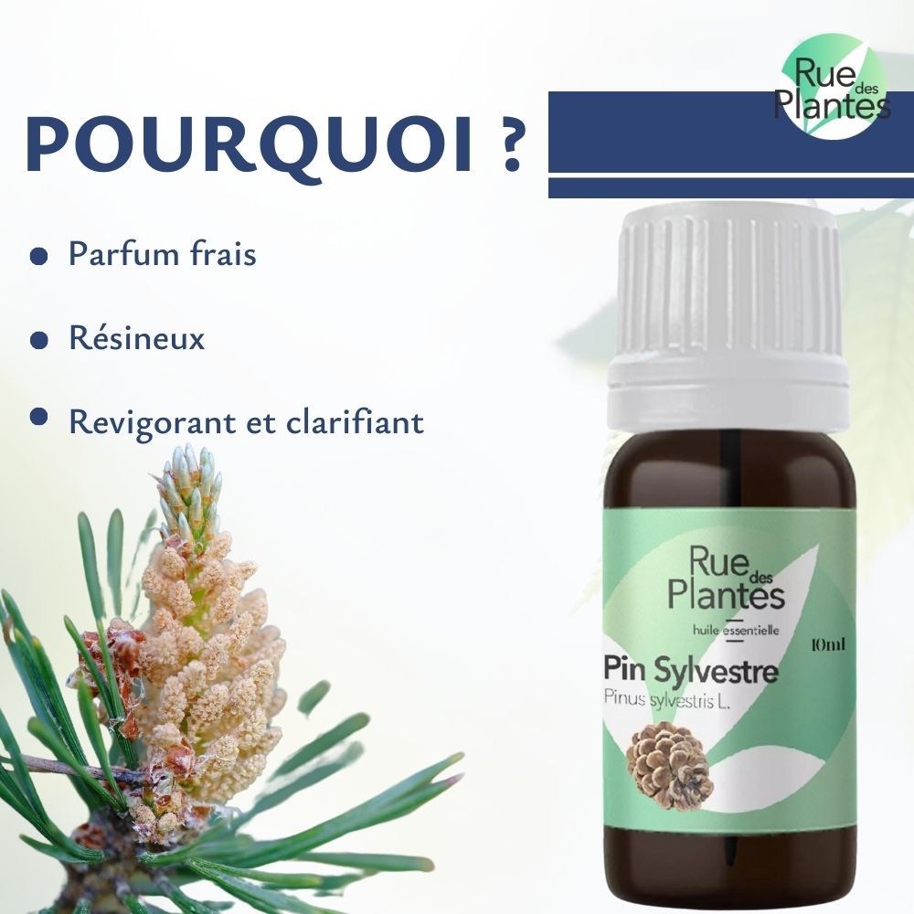 Achat Huile essentielle de pin sylvestre bio - Rue Des Plantes