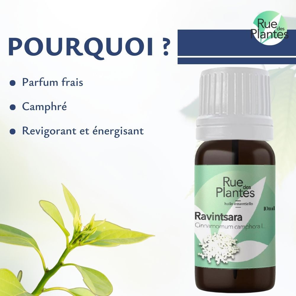 Achat Huile essentielle ravintsara bio - Rue Des Plantes