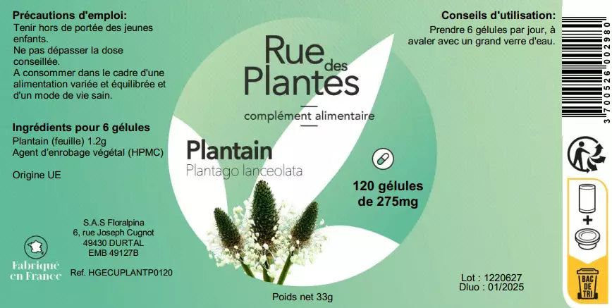 Plantain - Rue Des Plantes